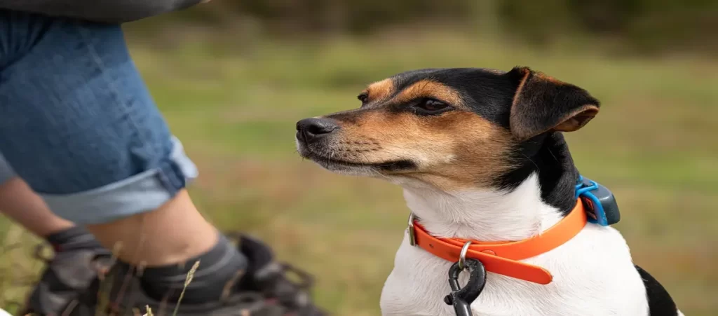 What Makes a GPS Tracker Ideal for Pets?