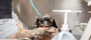 pet shampoo sourcing from China