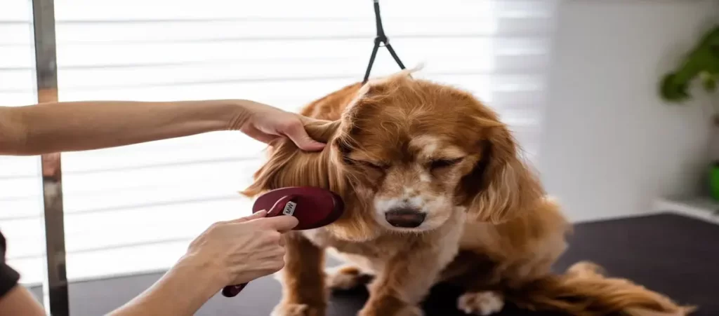 pet wipes sourcing from China