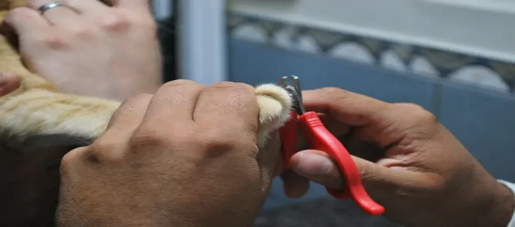 pet nail clipper sourcing from China