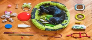 Quality Inspection for Pet Products in China