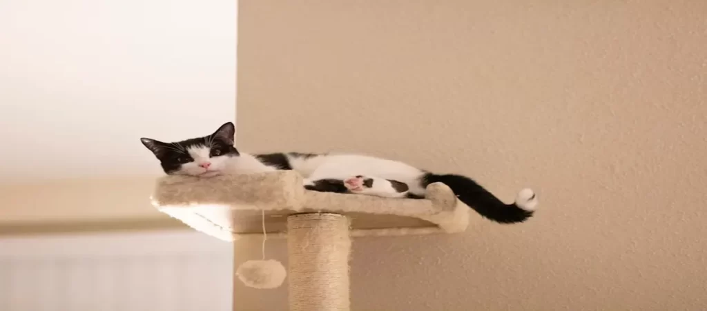 Chinese cat tree wholesalers