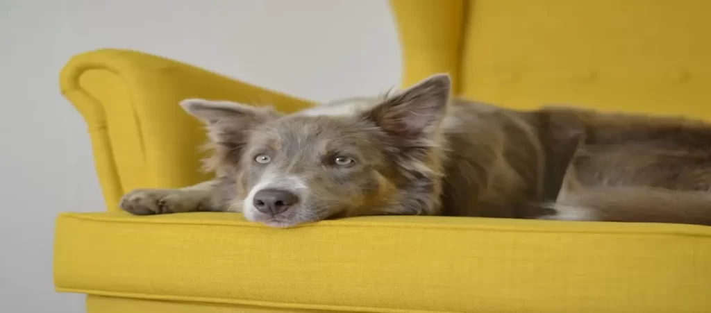 Chinese pet bed and pet furniture 