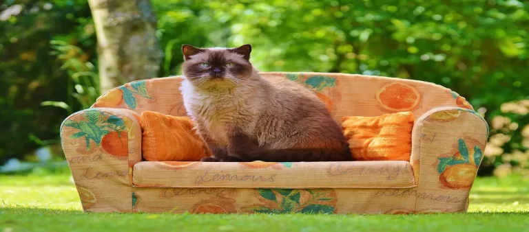 Chinese pet sofa