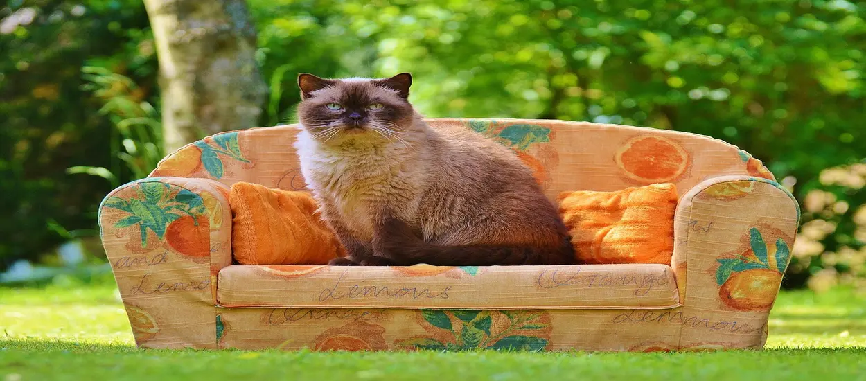 Chinese pet sofa