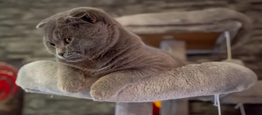 cat tree functionality