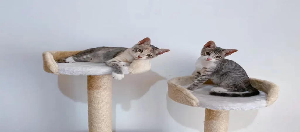 cat tree sample