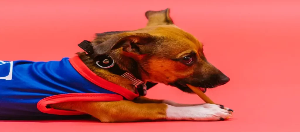 Custom Dog Apparel