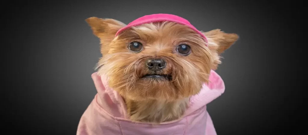 Customise Dog Clothing from China