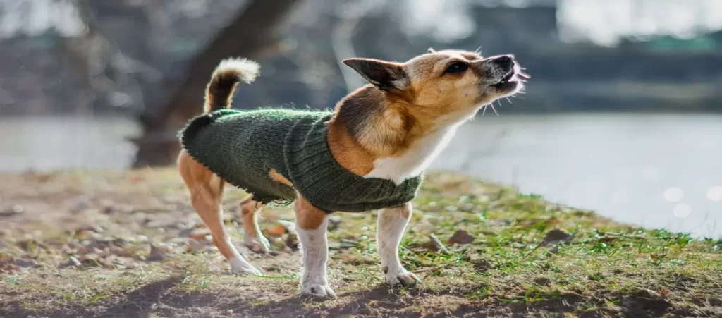 Customize Dog Clothing from China