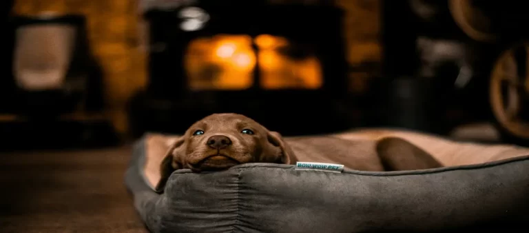 Wholesale Custom Heated Dog Bed from China
