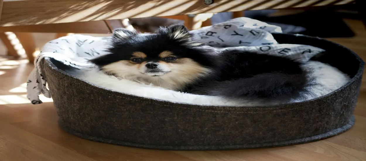 Quality Control for Heated Dog Bed from China