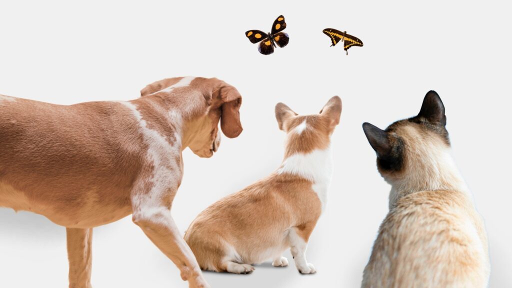 Other Pets
