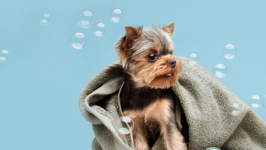 Pet Grooming Products