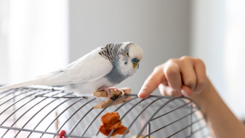 Bird Perches & Toys