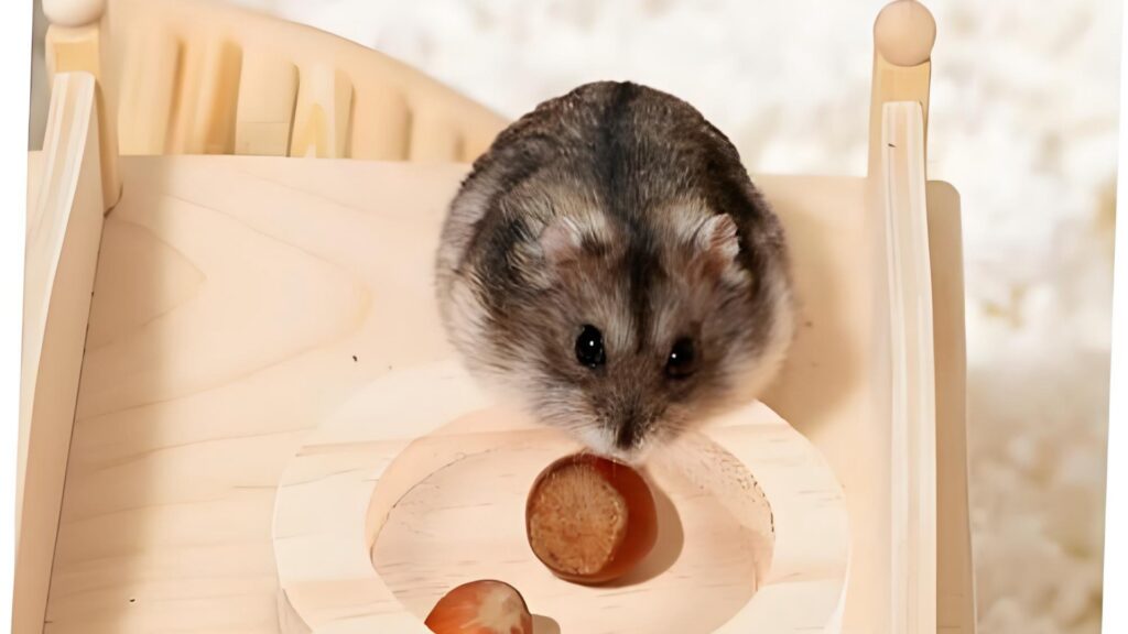 Gerbil Supplies & Accessories