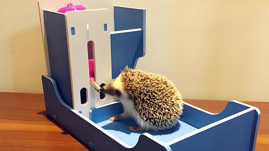 Hedgehog Supplies & Accessories