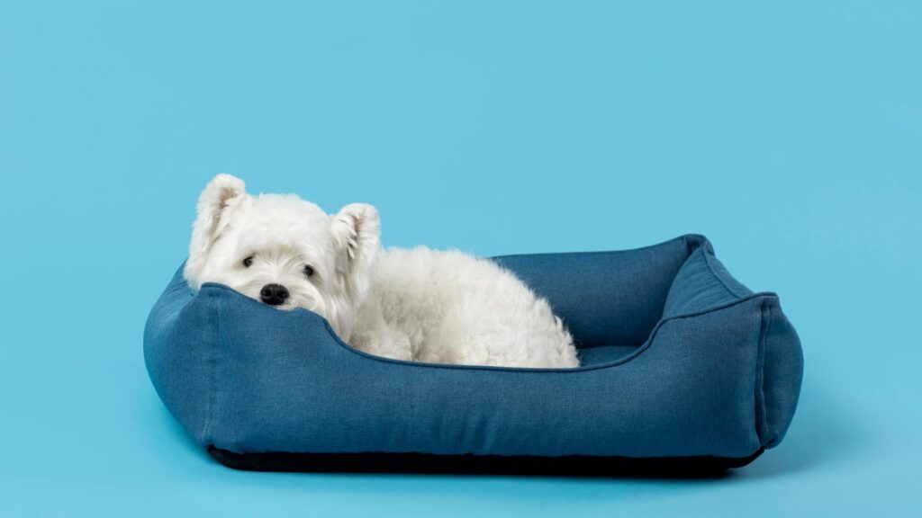 Pet Beds