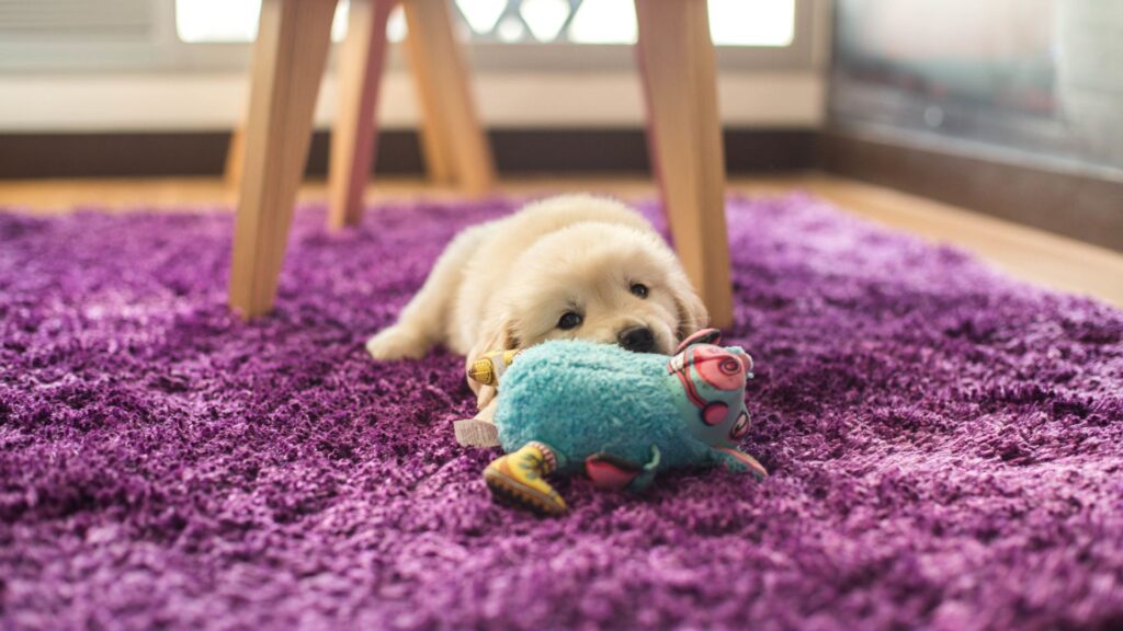 Pet Furniture