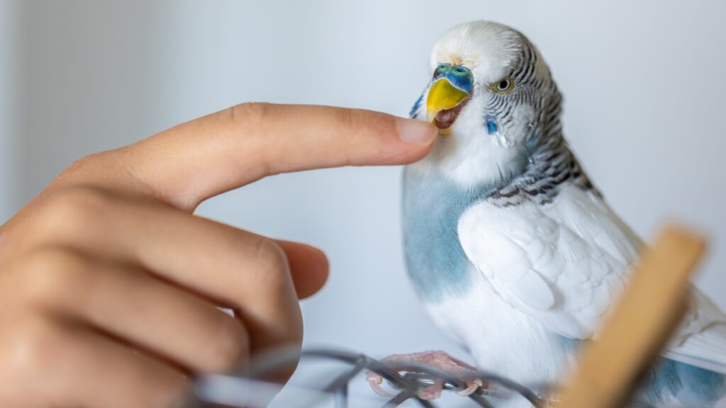 Bird Grooming