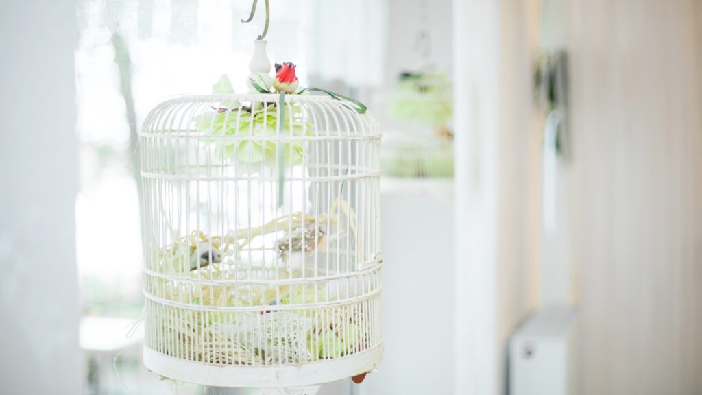 Bird Perches & Toys