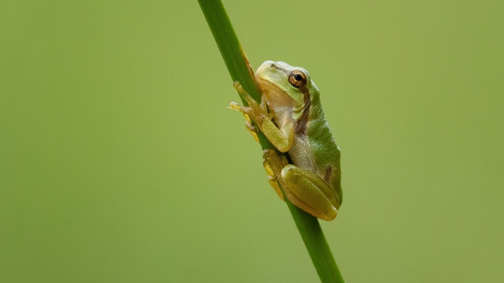 Frog Supplies & Accessories