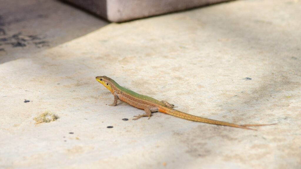 Lizard Supplies & Accessories