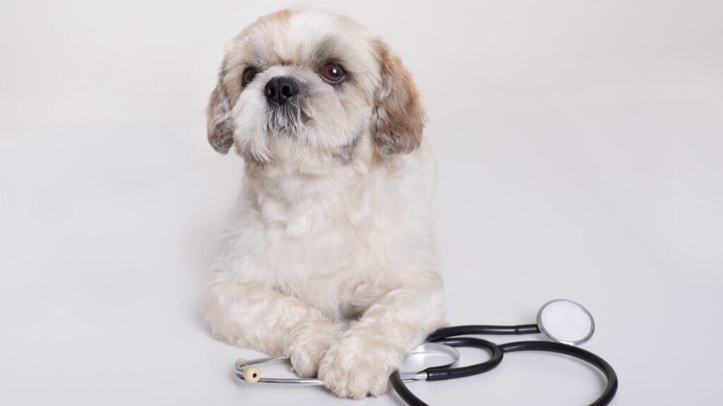 Pet Health & Wellness Products