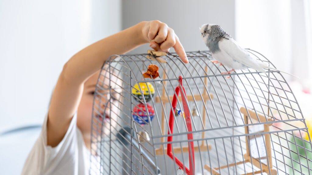 Small Pet & Bird Toys