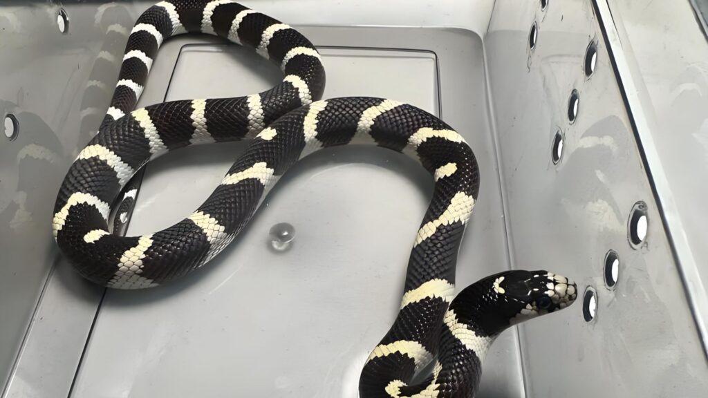 Snake Supplies & Accessories
