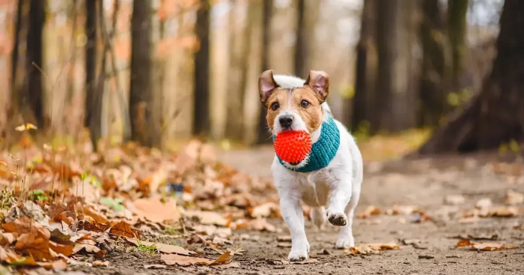 Top Eco-Friendly Pet Toys to Import from China